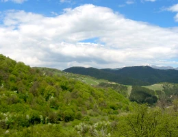 Diligian