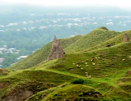 Goris