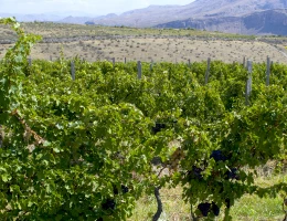 Fabbrica di vino Hin Areni