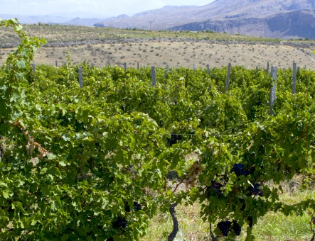 Hin Areni wine factory
