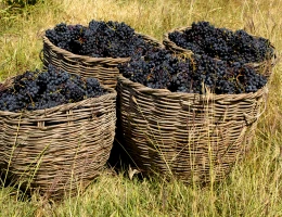 Fabbrica di vino Hin Areni
