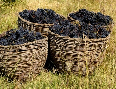 Hin Areni wine factory