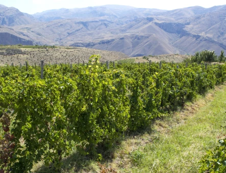 Hin Areni wine factory