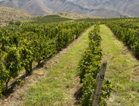 Hin Areni wine factory