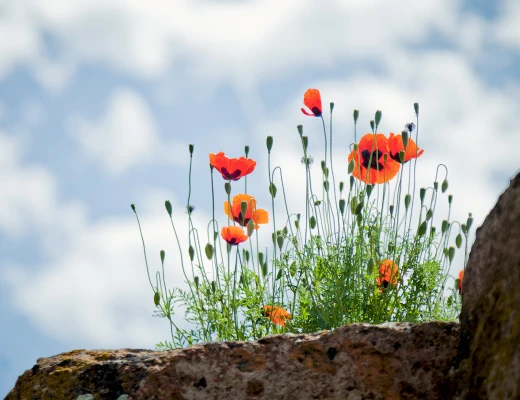 Առուճի եկեղեցի