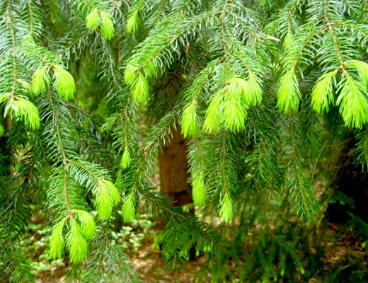 Dendropark in Stepanawan