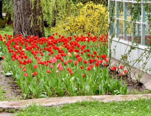 Dendropark in Stepanawan