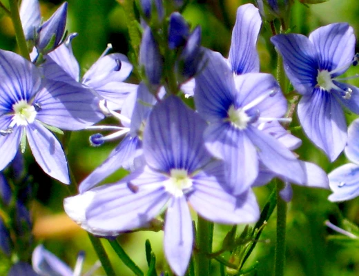 Dendropark in Stepanawan