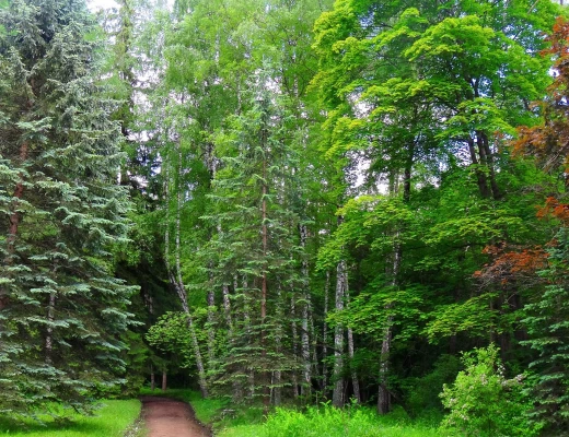 Dendropark in Stepanawan