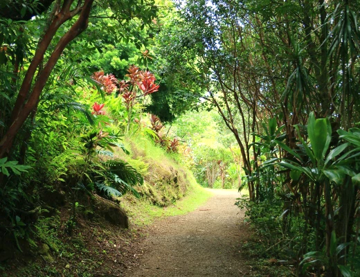 Dendropark in Stepanawan