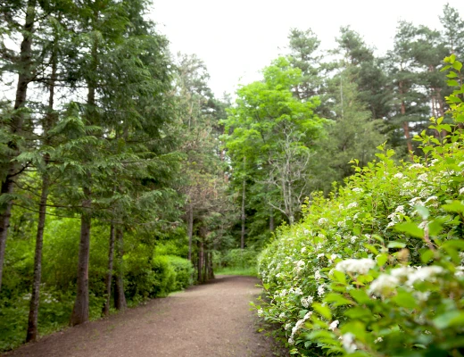 Dendropark in Stepanawan