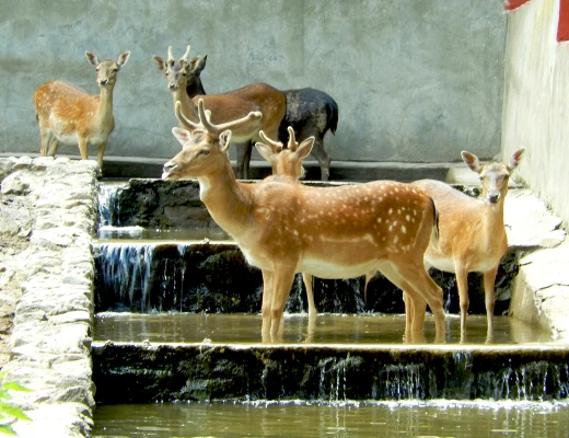 Ереванский зоопарк