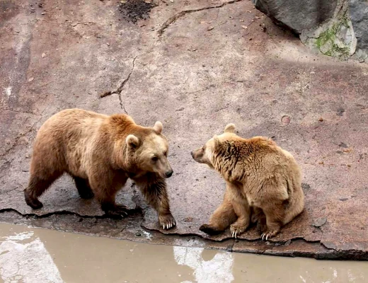 Ереванский зоопарк