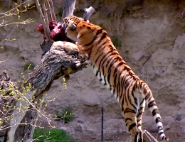 Zoo di Yerevan