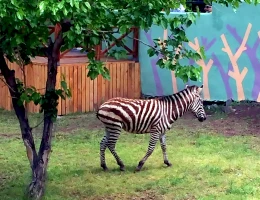 Zoo di Yerevan