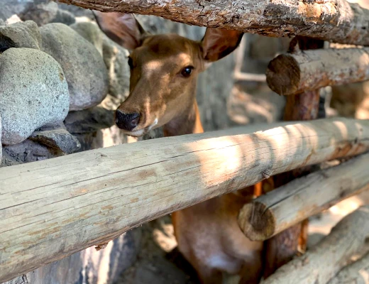 Ереванский зоопарк