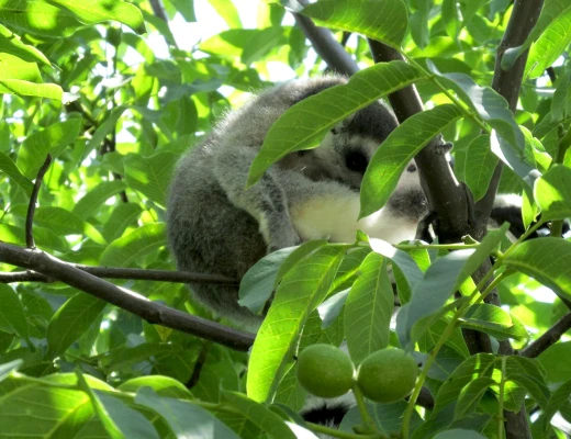 Ереванский зоопарк