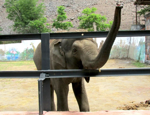 Ереванский зоопарк