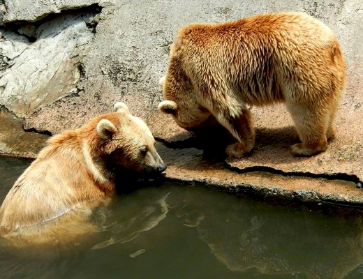Ереванский зоопарк