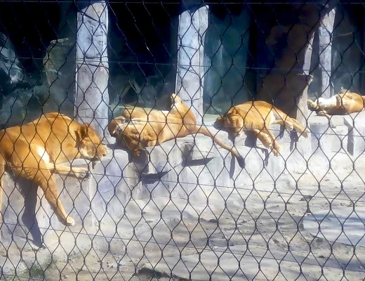 Ереванский зоопарк