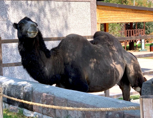 Ереванский зоопарк