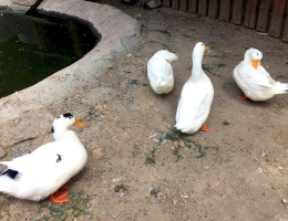 Zoo di Yerevan