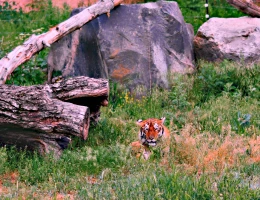 Zoo di Yerevan