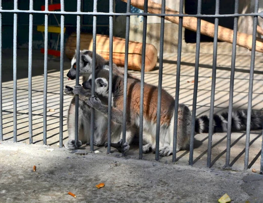 Ереванский зоопарк