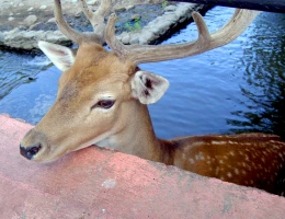 Zoo di Yerevan