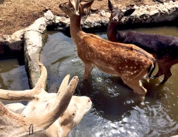 Zoo di Yerevan