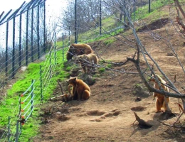 Zoo di Yerevan