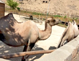Zoo di Yerevan