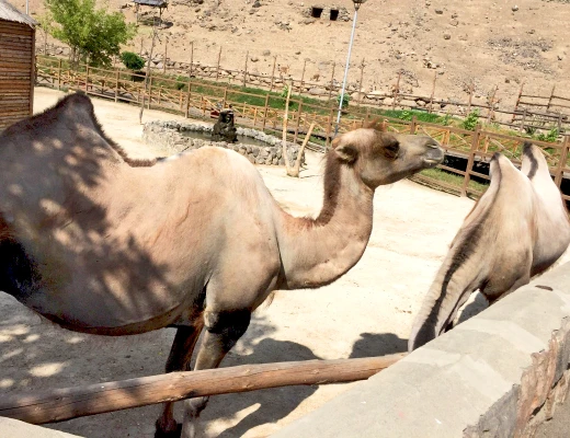 Ереванский зоопарк