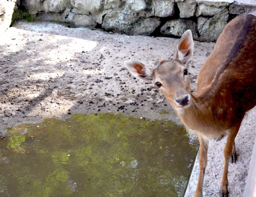 Ереванский зоопарк