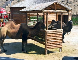 Zoo di Yerevan