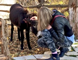 Zoo di Yerevan