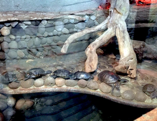 Ереванский зоопарк