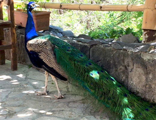 Ереванский зоопарк