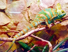 Zoo di Yerevan