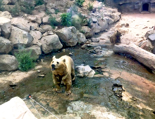 Ереванский зоопарк