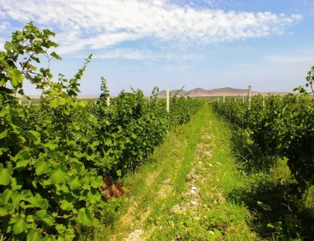 Voskeni wine factory