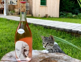Fabbrica di vino Voskeni