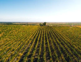 Fabbrica di vino Voskeni