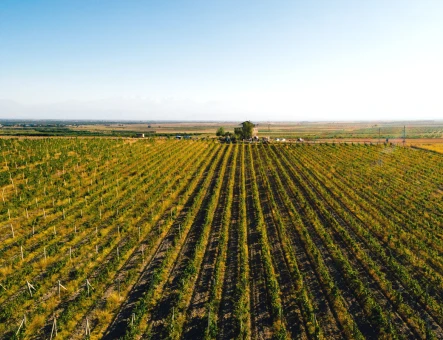 Voskeni wine factory
