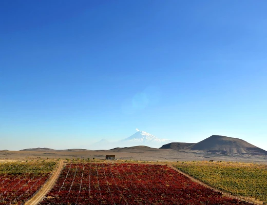 ԱրմԱս գինու գործարան