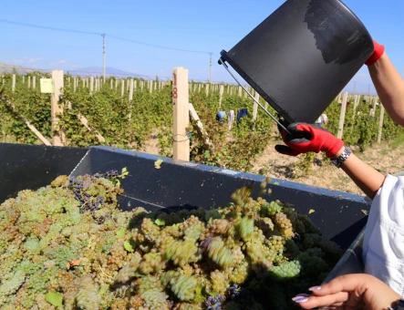 ArmAs wine factory