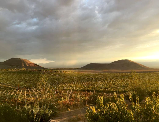 ԱրմԱս գինու գործարան