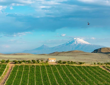 ArmAs wine factory