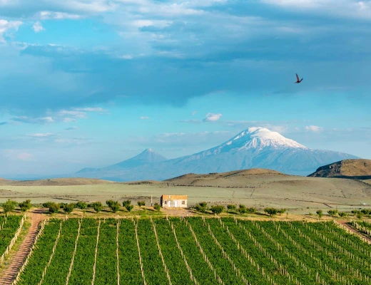 ԱրմԱս գինու գործարան