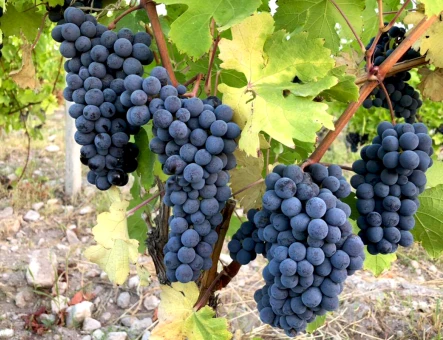 Armenia Wine factory